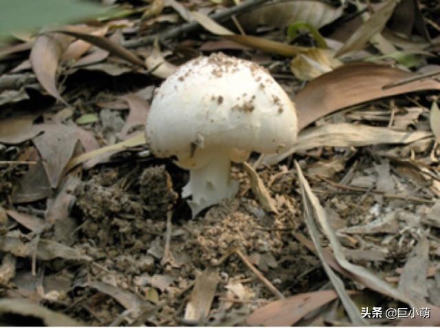 自采蘑菇中毒事件自采蘑菇中毒事件，警惕野生蘑菇背后的安全隐患